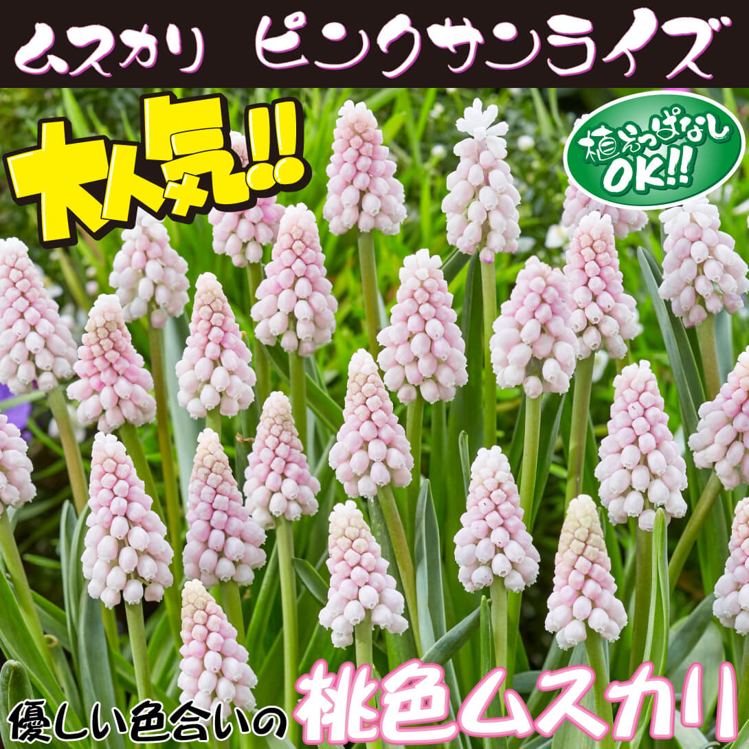 ムスカリピンクサンライズ