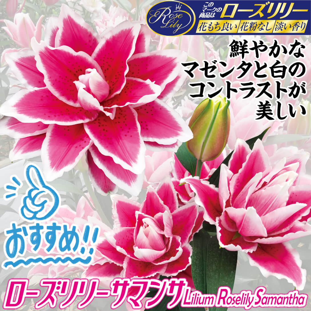 ローズリリー サマンサ