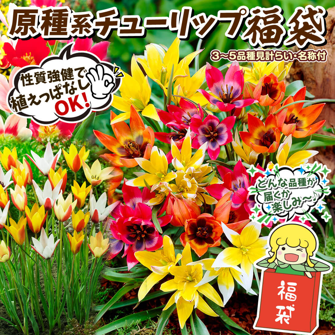 原種系チューリップ福袋