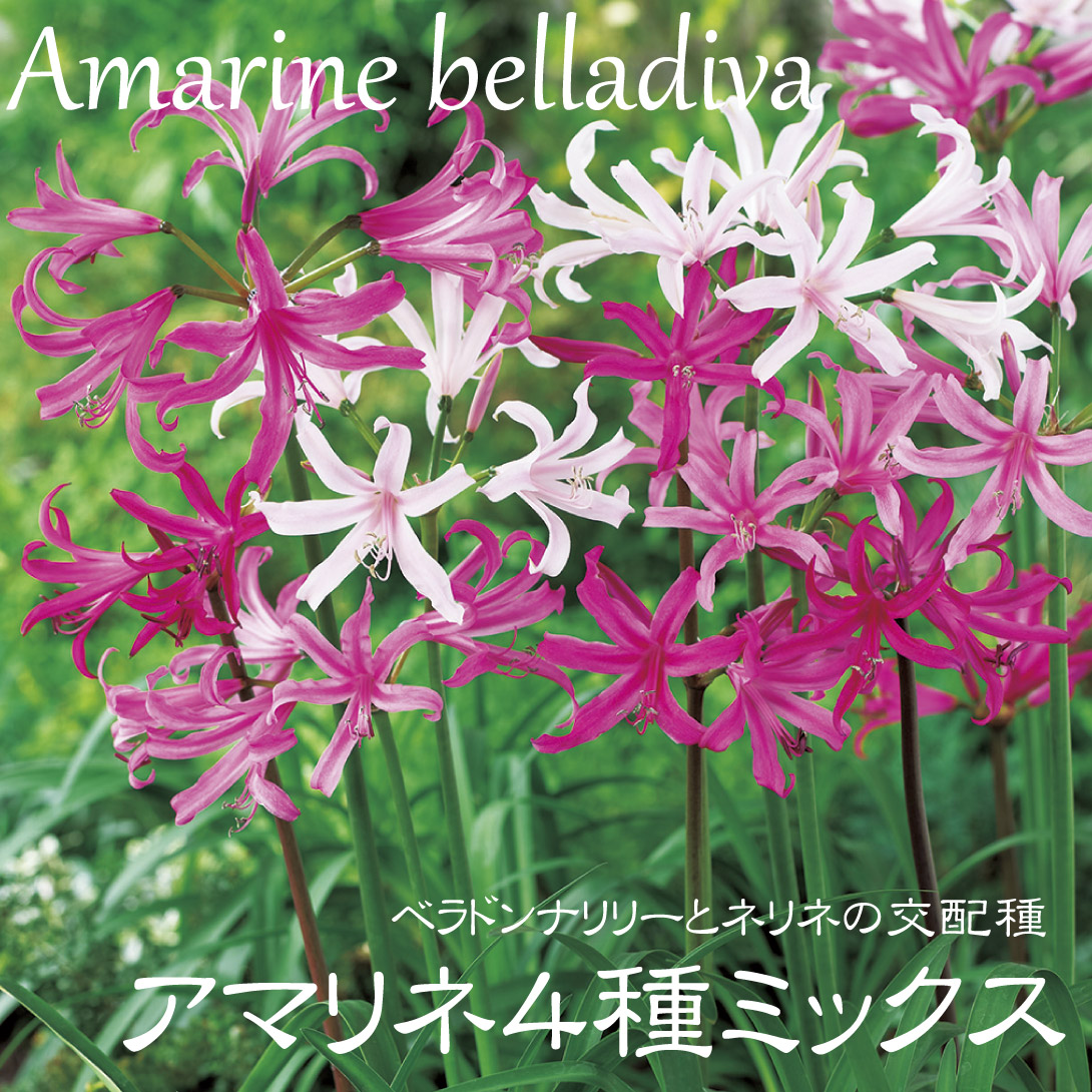 アマリネミックス