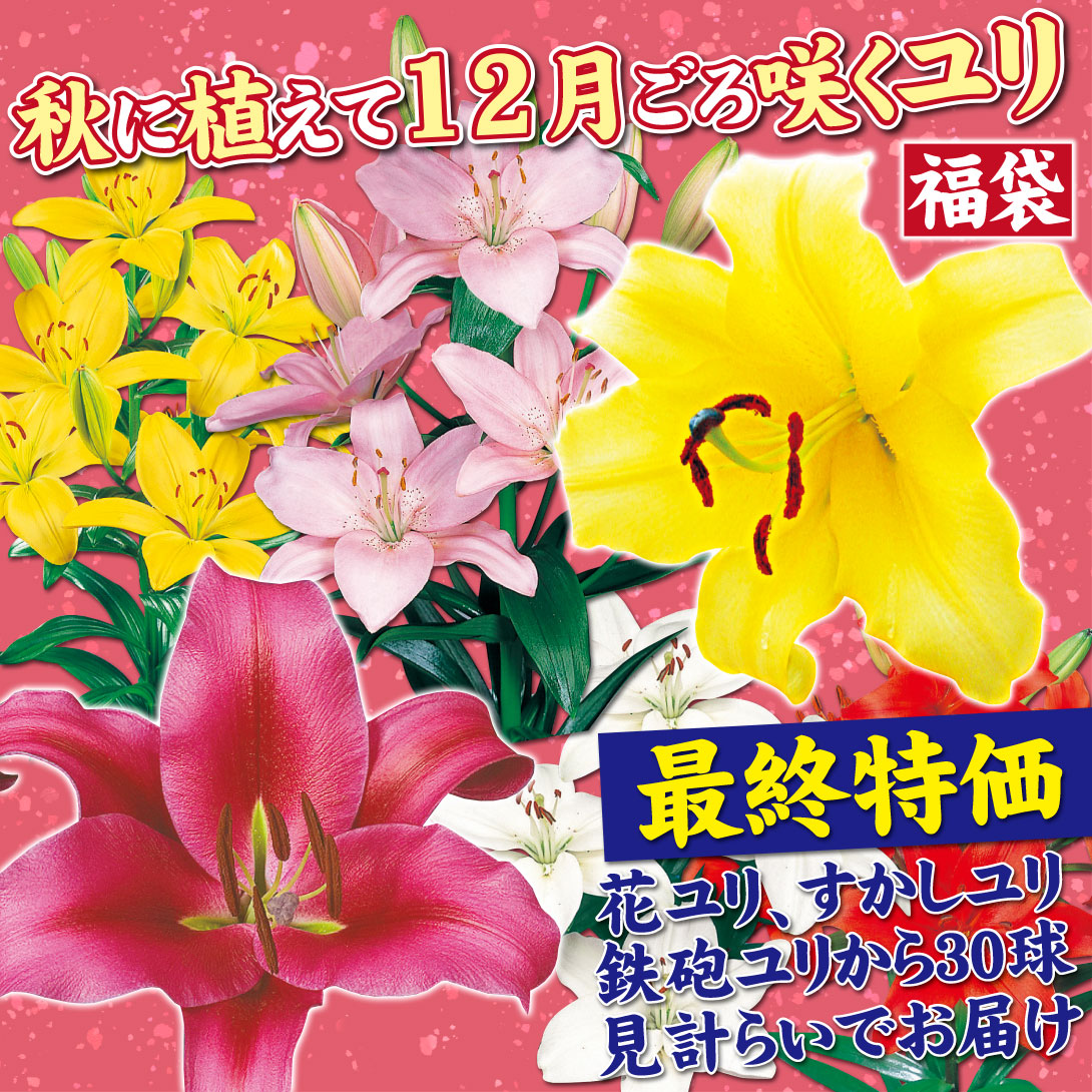 正月ユリ福袋