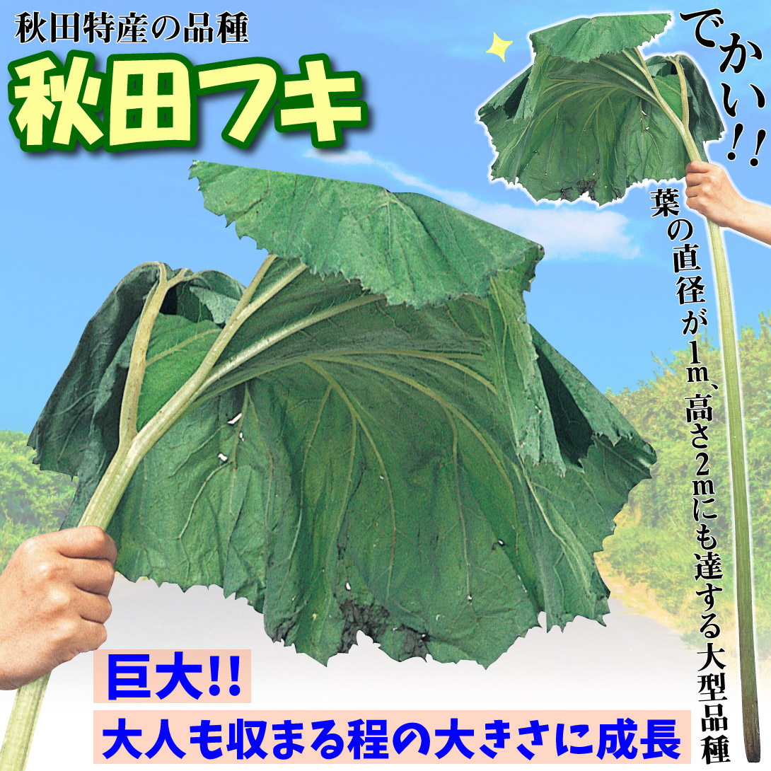 秋田フキ
