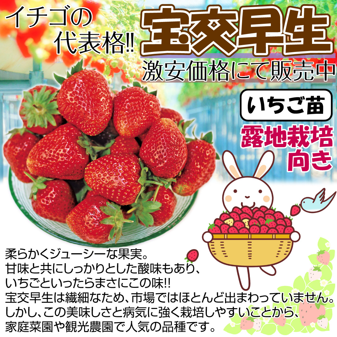 イチゴ苗 宝交早生
