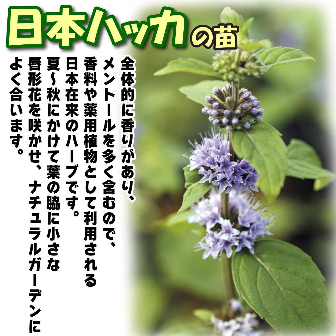 日本ハッカ