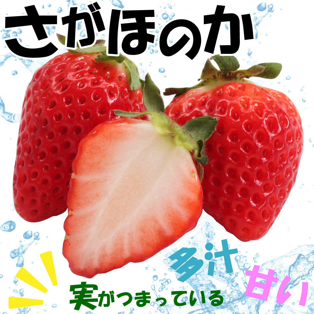 イチゴ苗 さがほのか