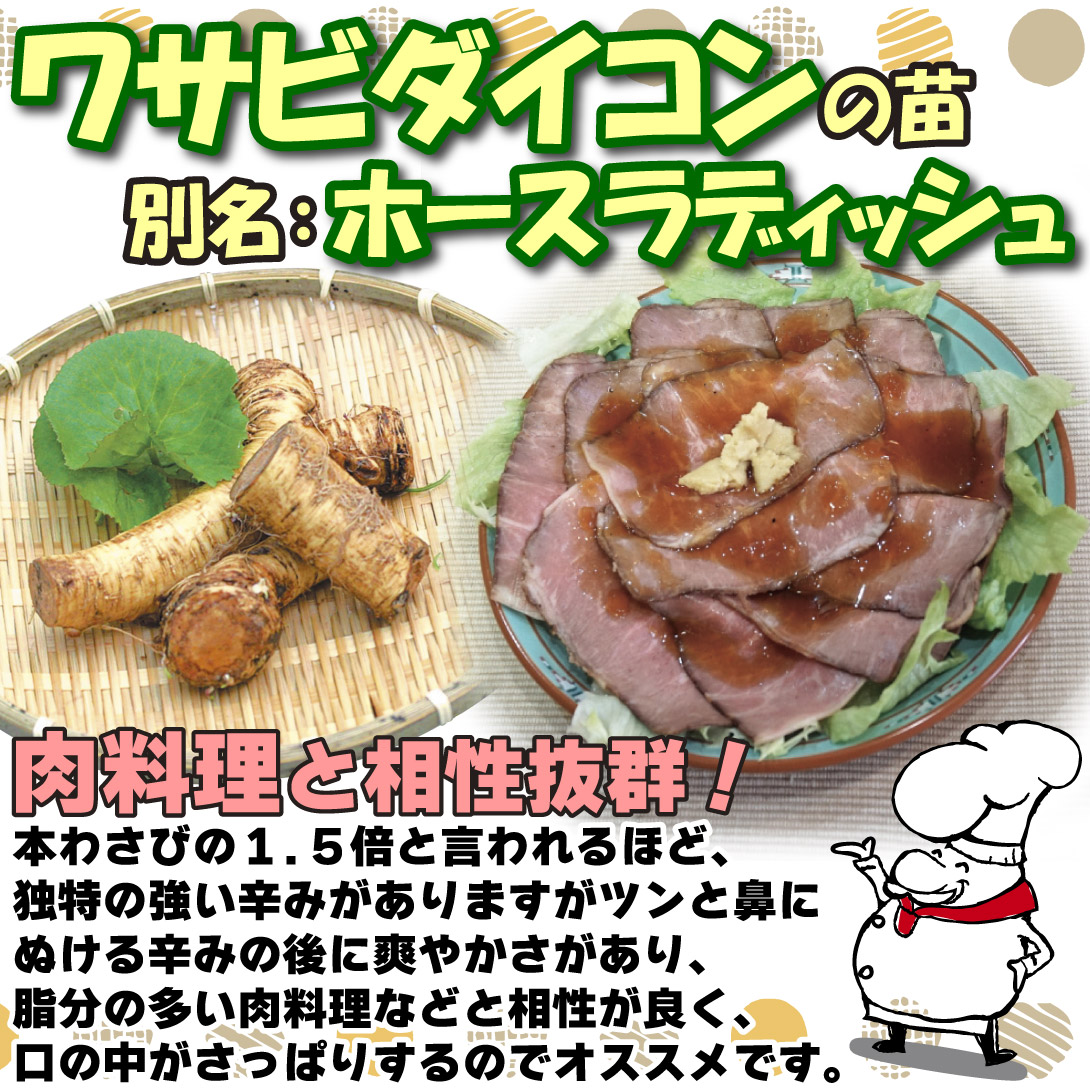 ワサビダイコン