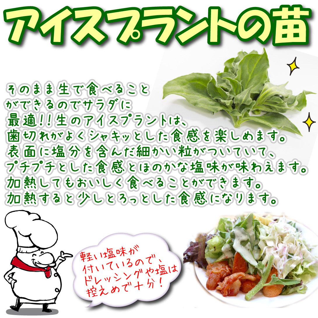 アイスプラント
