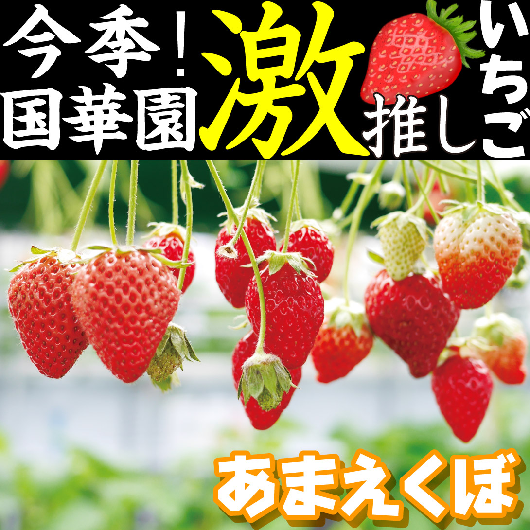 イチゴ苗 あまえくぼ