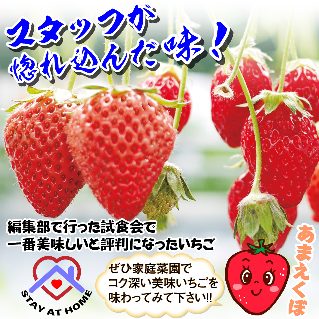 イチゴ苗 あまえくぼ