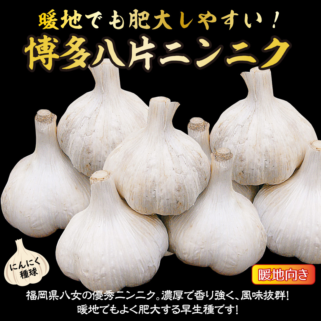 博多八片ニンニク