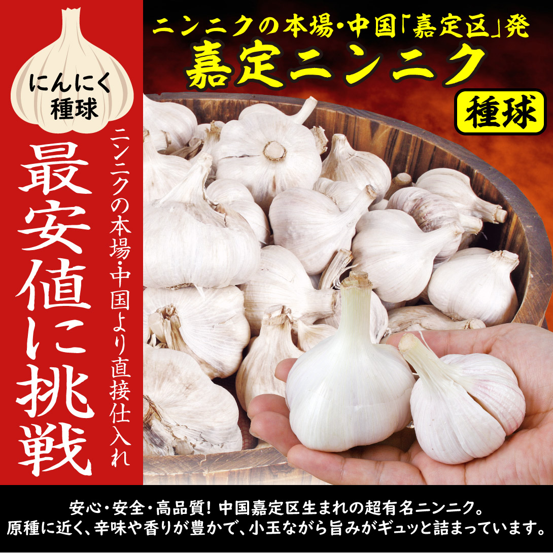 嘉定にんにく1