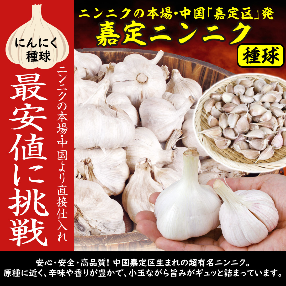 嘉定にんにく1