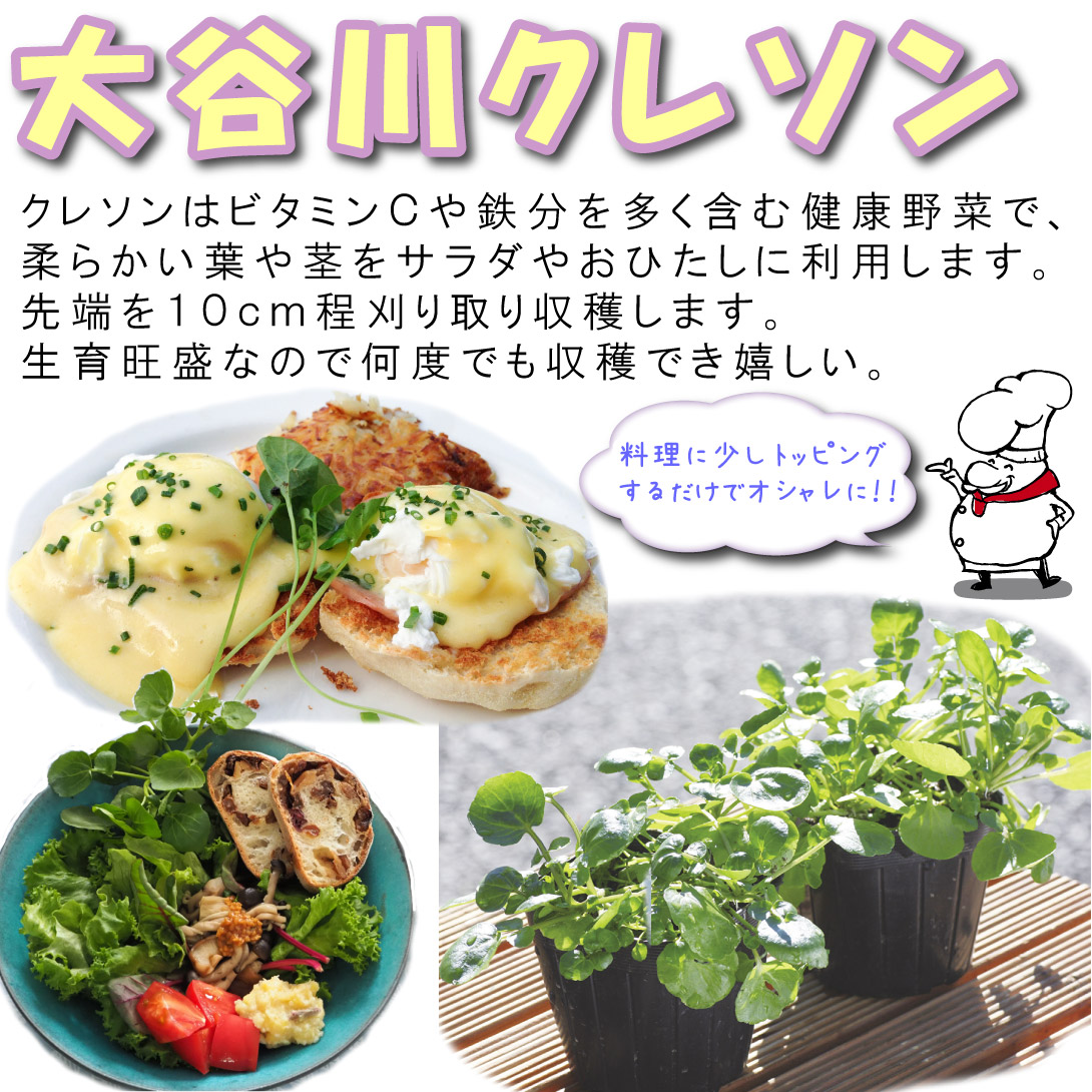 カレーリーフ