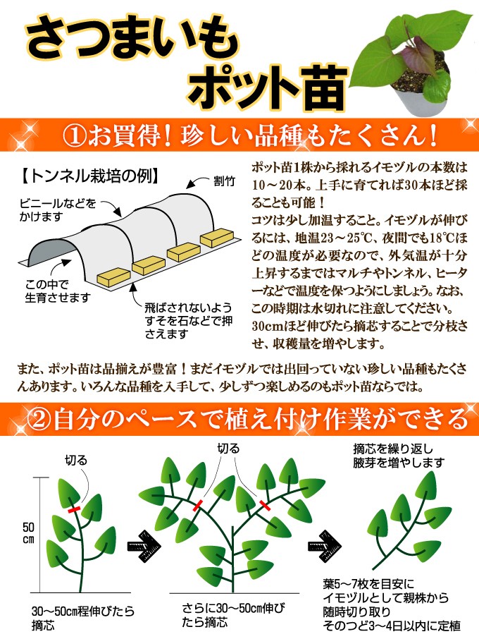 さつまいもポット苗説明