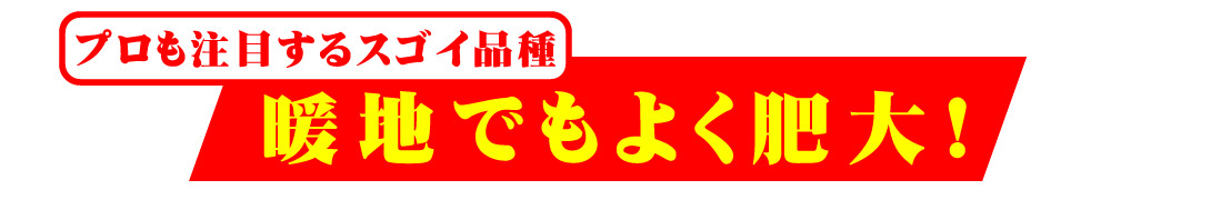 博多八片ニンニク
