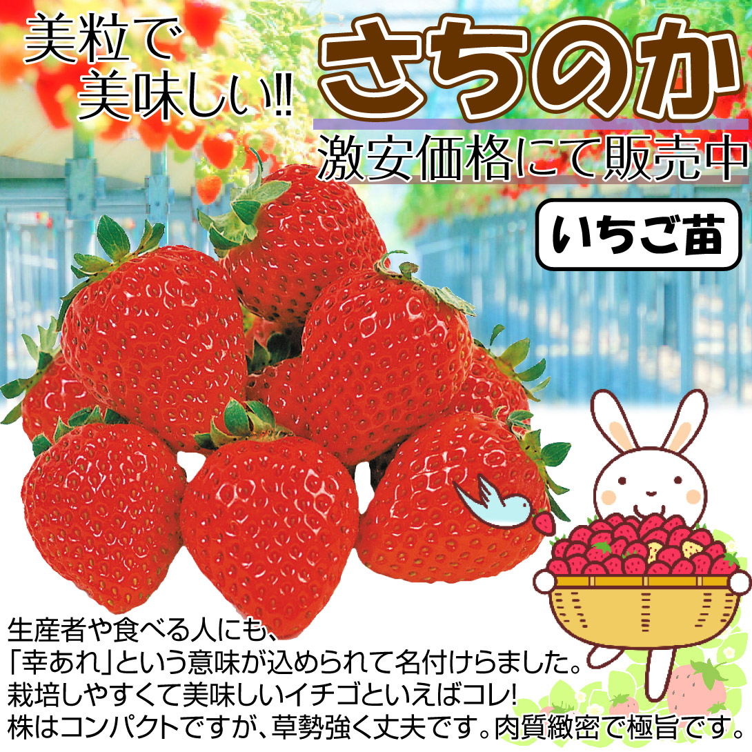 イチゴ苗　さちのか
