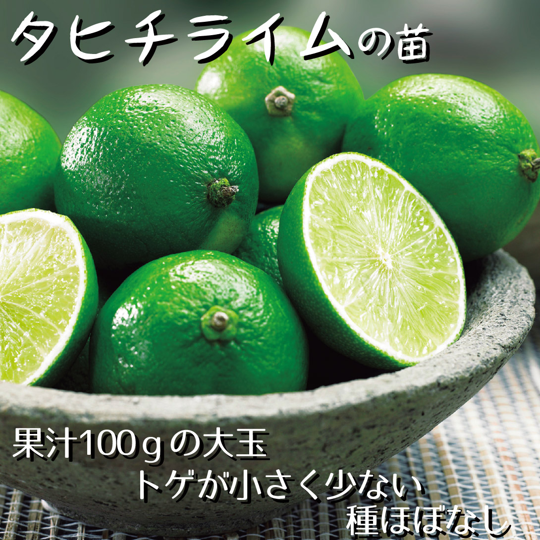 タヒチライム