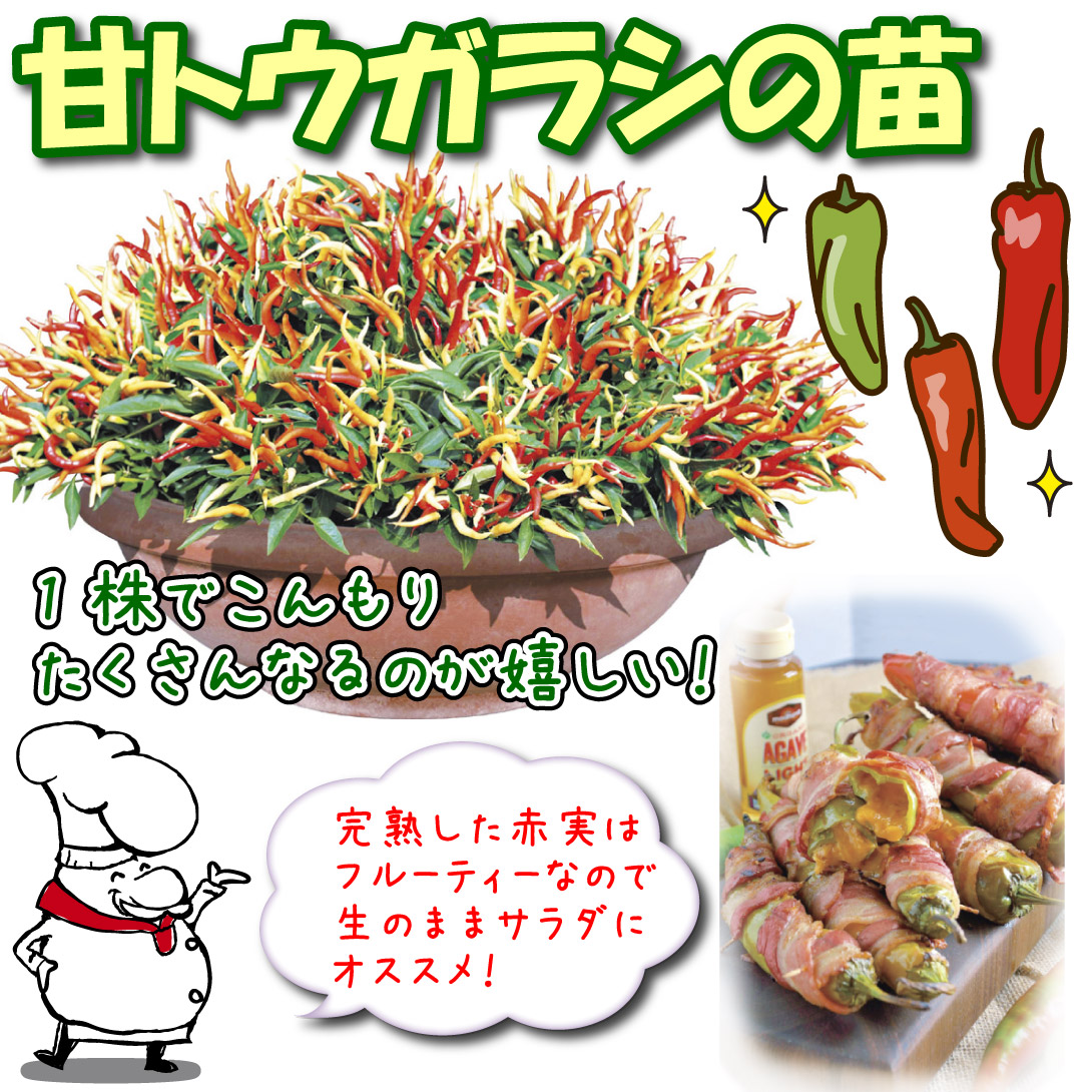 F1旨甘すずなりとうがらし