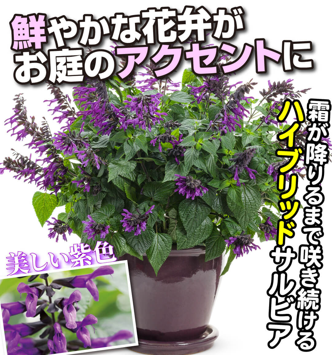 サルビア ロックンロールディープパープル