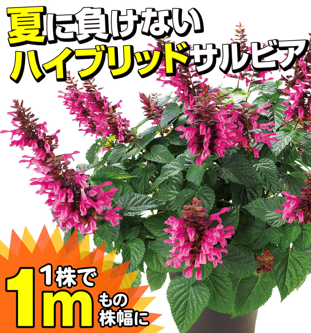 サルビア ロックンロールディープパープル