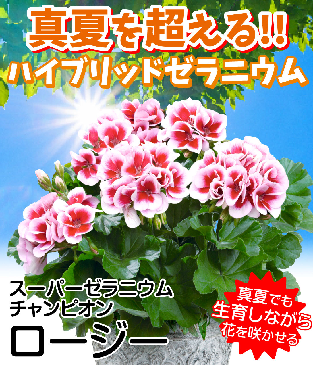 スーパーセラニューム チャンピオン ロージー