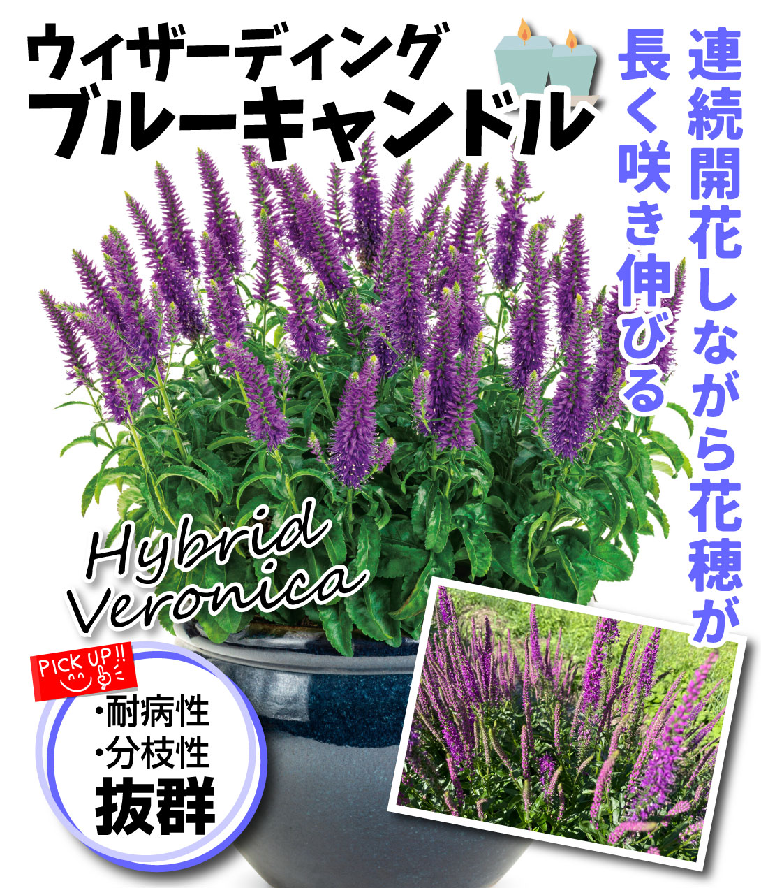 花苗 ベロニカ ウェザーディング ブルーキャンドル