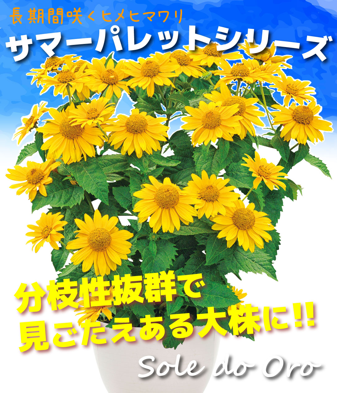 花苗 ヘリオプシス サマーパレット ソレ ド オーロ