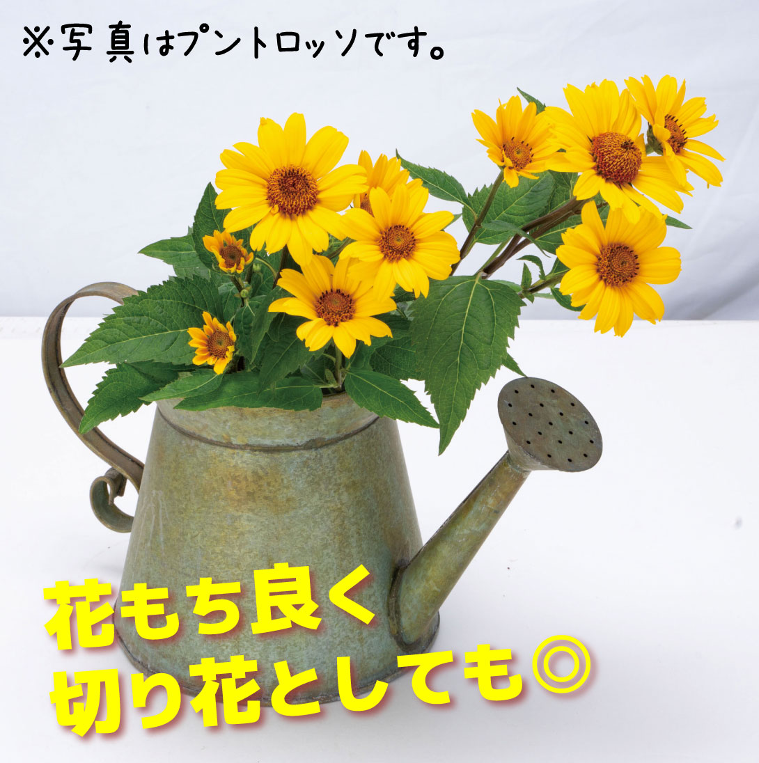 花苗 ヘリオプシス サマーパレット ソレ ド オーロ