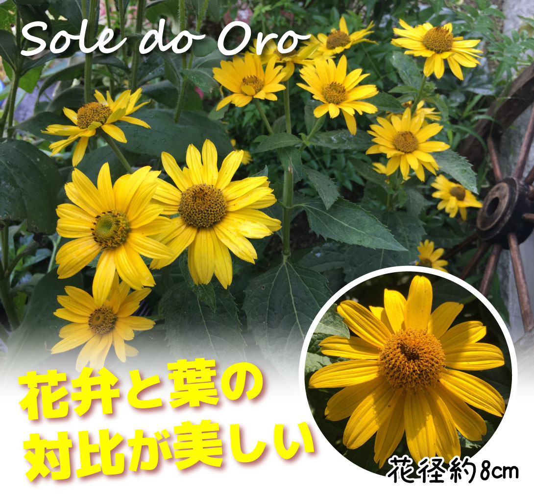 花苗 ヘリオプシス サマーパレット ソレ ド オーロ