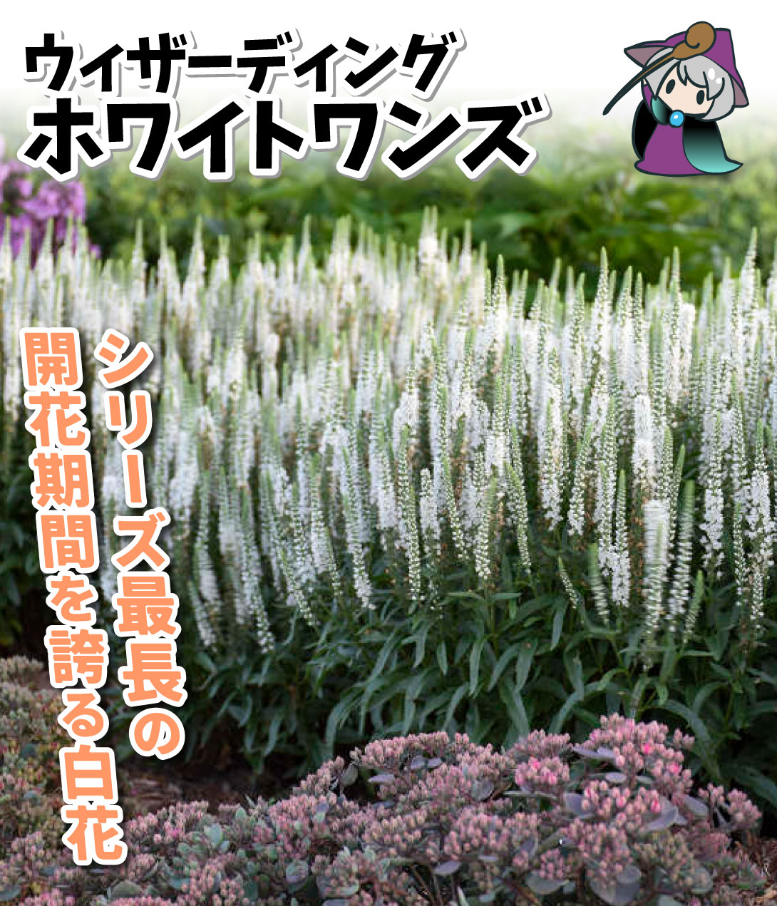 花苗 ベロニカ ウェザーディング ホワイトワンズ