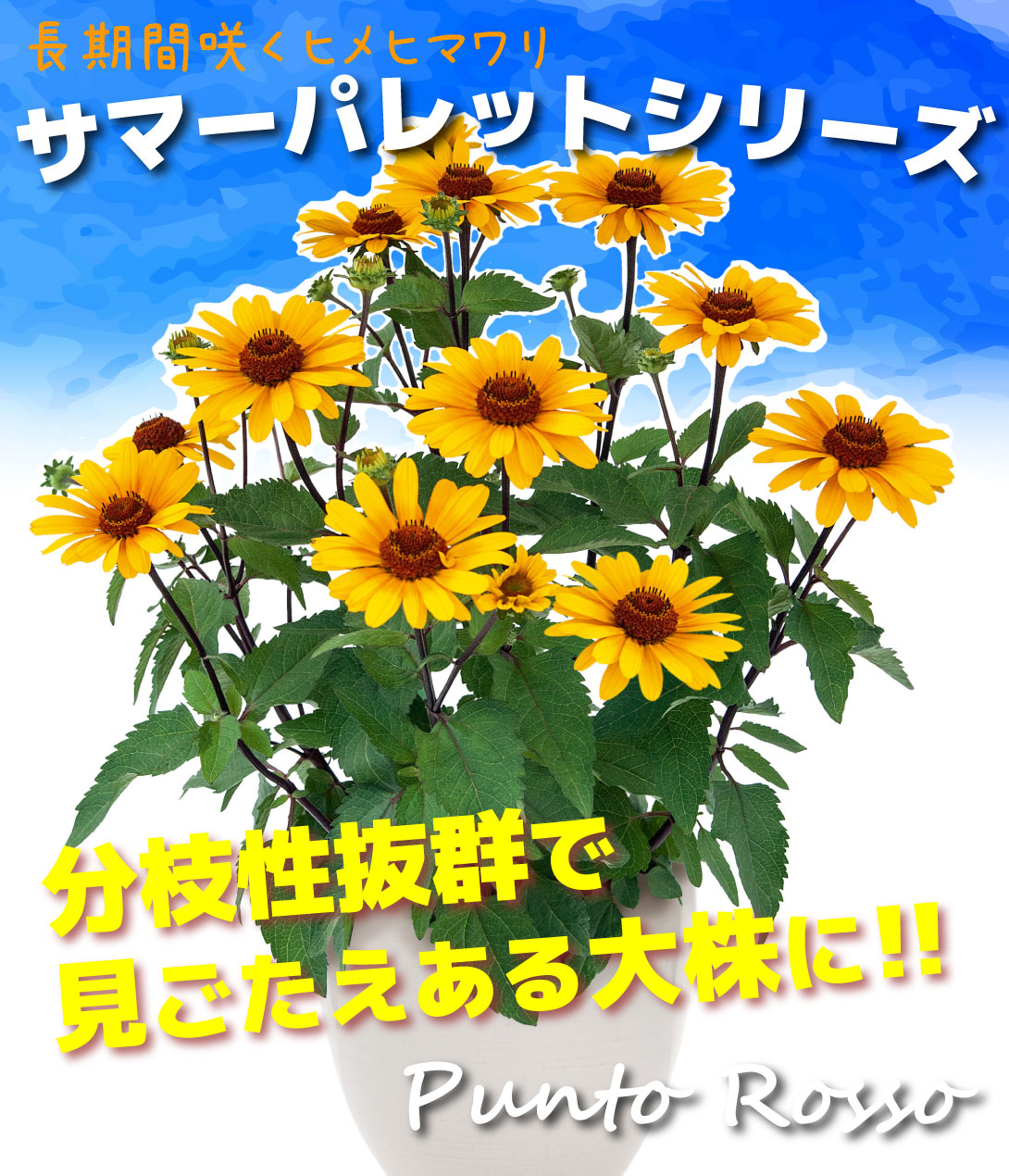 花苗 ヘリオプシス サマーパレット プントロッソ><img src=