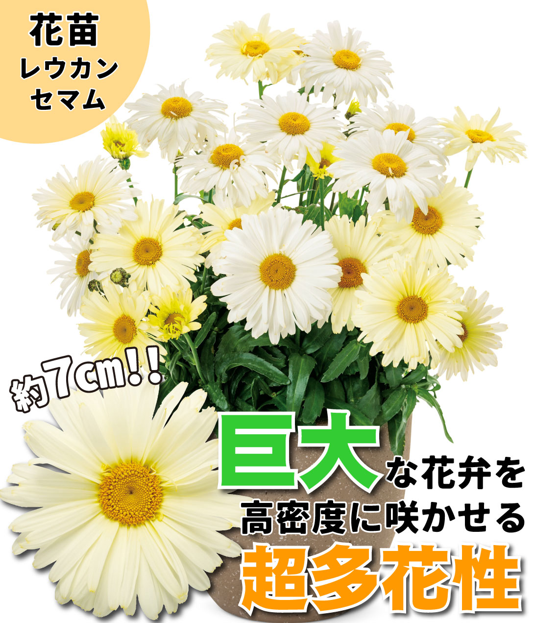 花苗 レウカンセマム バナナクリーム