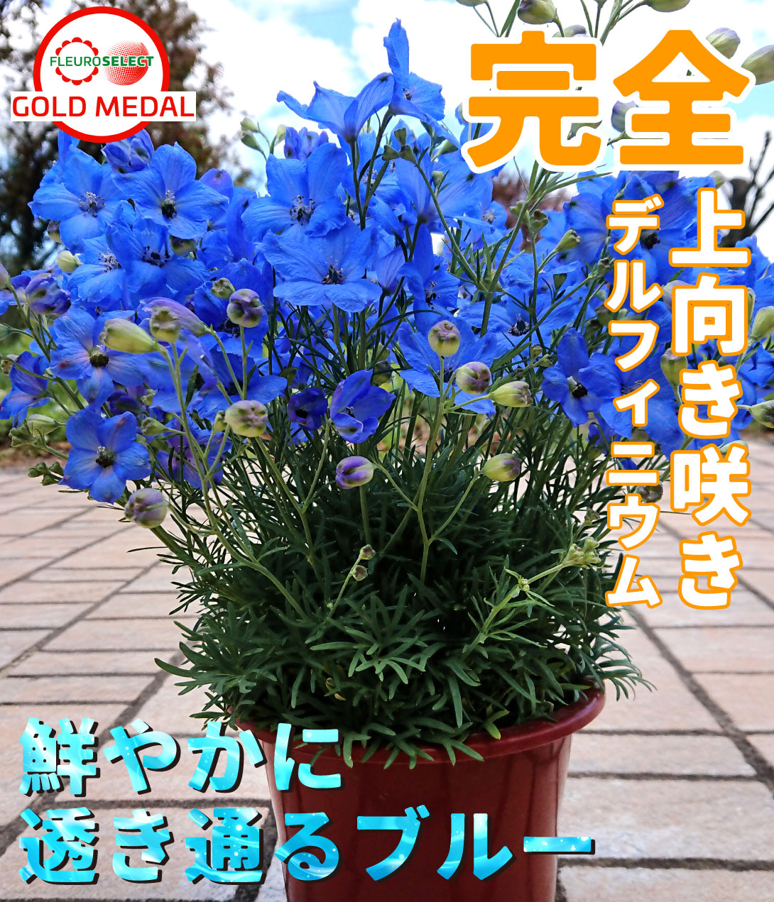 花苗　デルフィニウム　チアブルー
