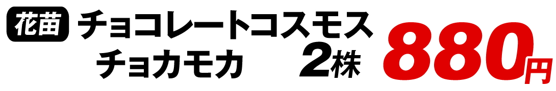 チョコレートコスモス チョカモカ
