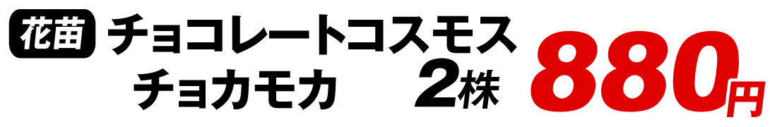 チョコレートコスモス　チョカモカ