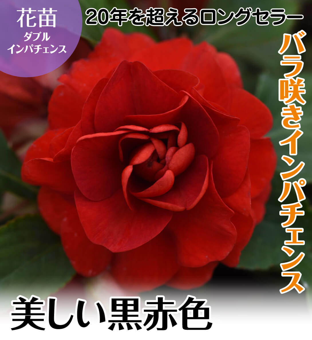 ダブルインパチェンス ダークレッド