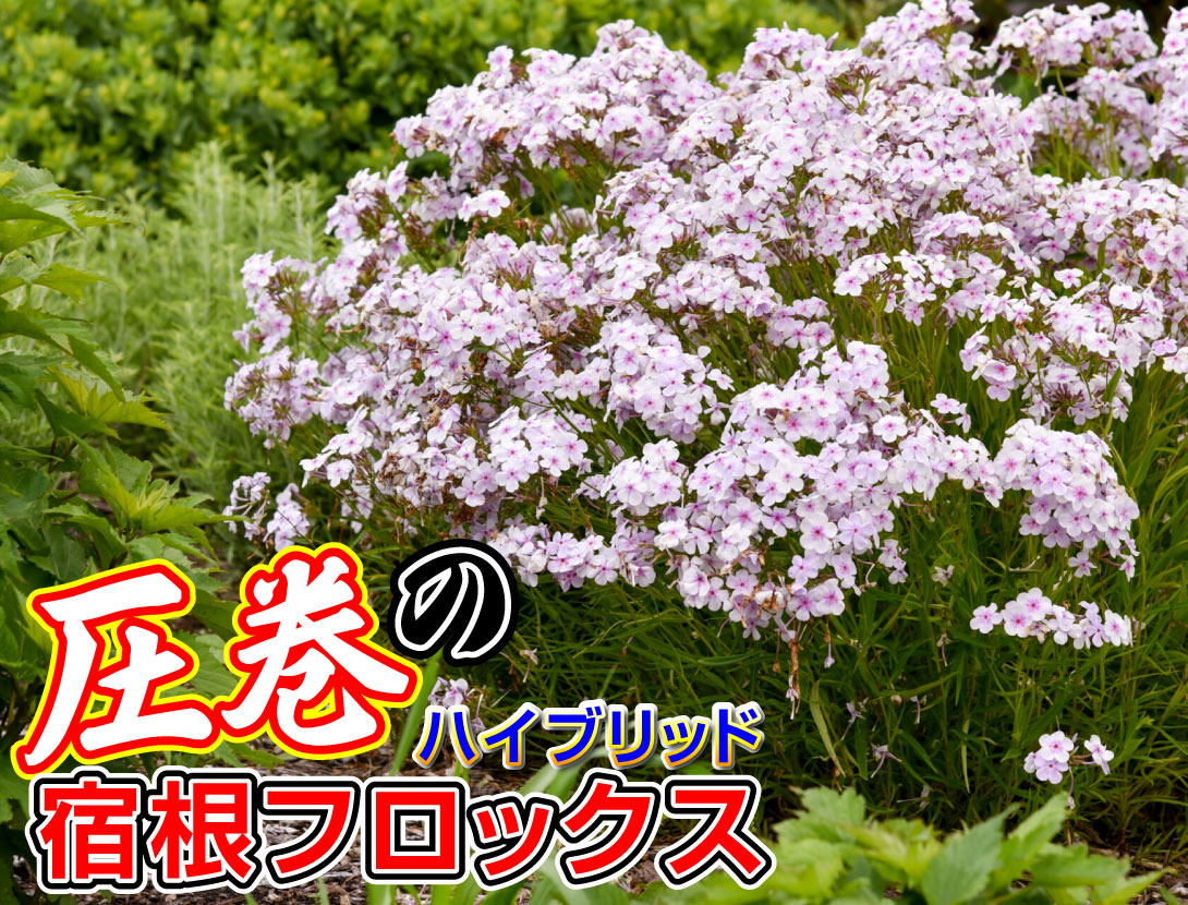 花苗 宿根フロックス オープニングアクト ピンクアドット
