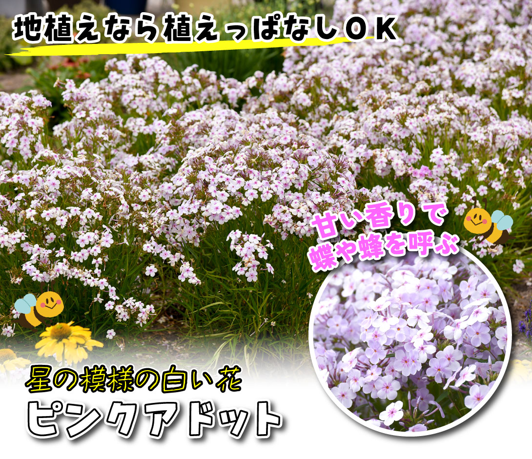 花苗 宿根フロックス オープニングアクト ピンクアドット