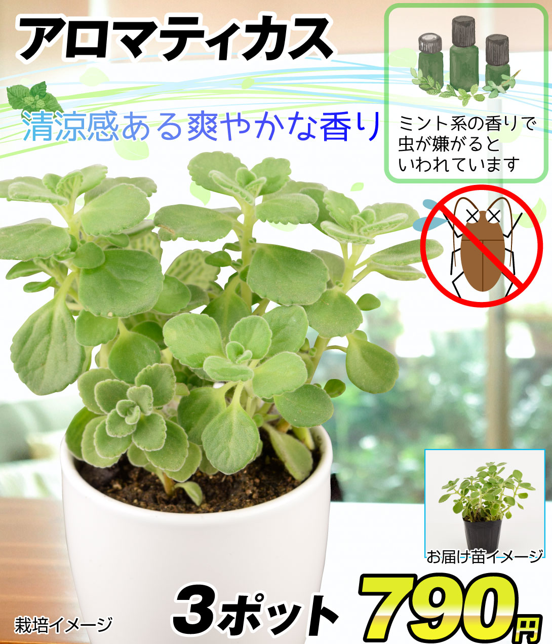 ハーブ苗 アロマティカス
