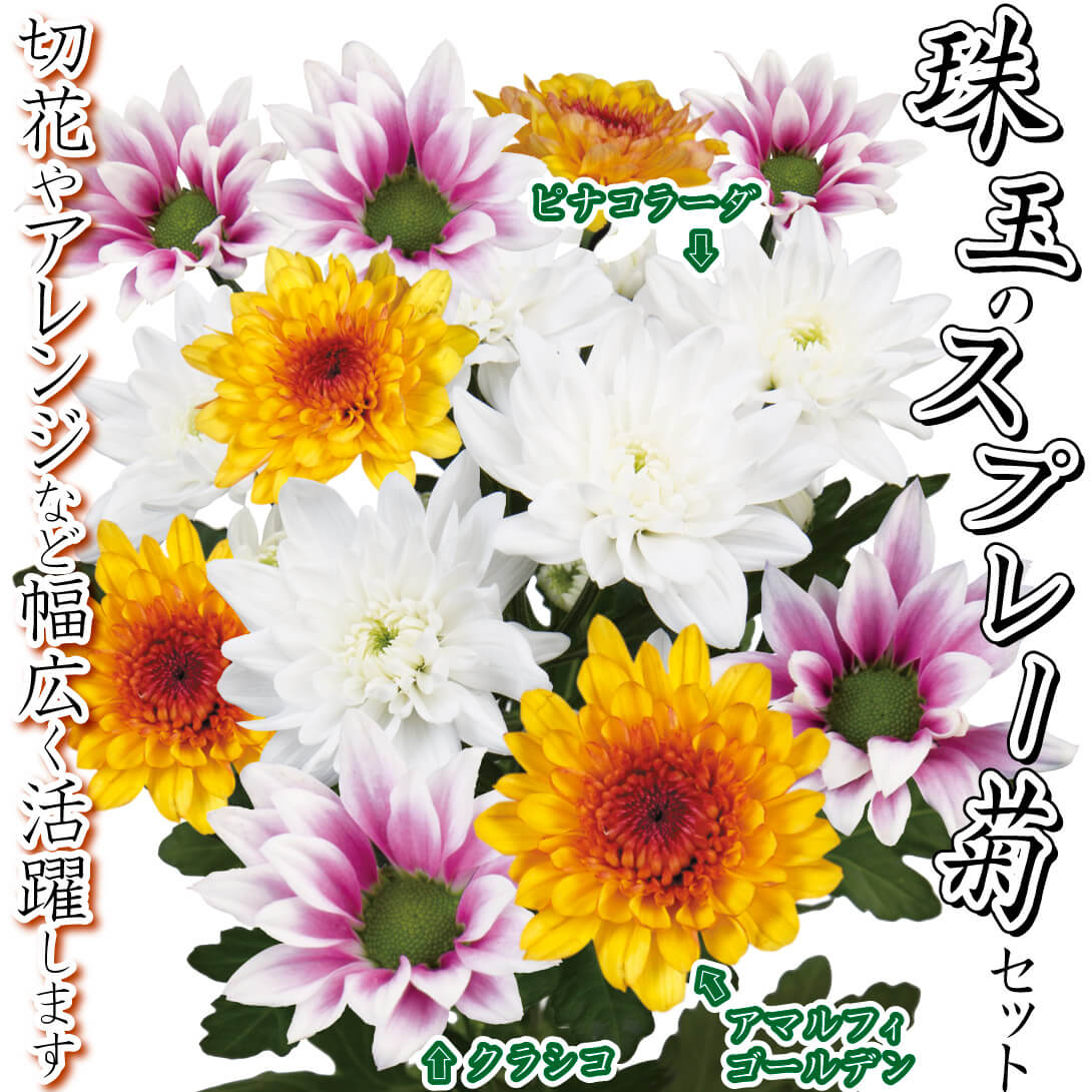 珠玉のスプレー菊セット