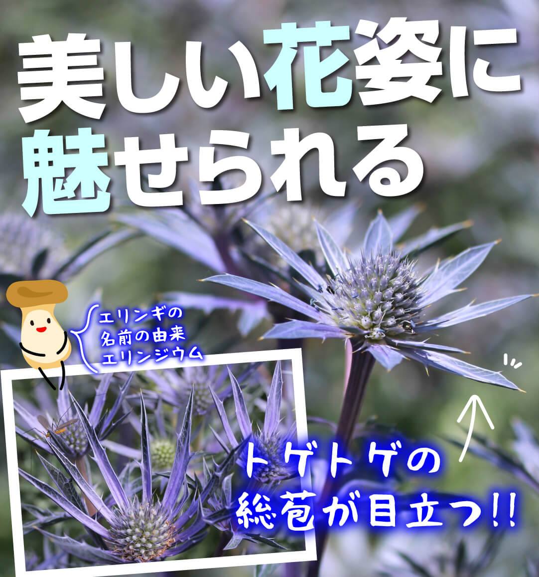 エリンジウム ブルガディ アズライト