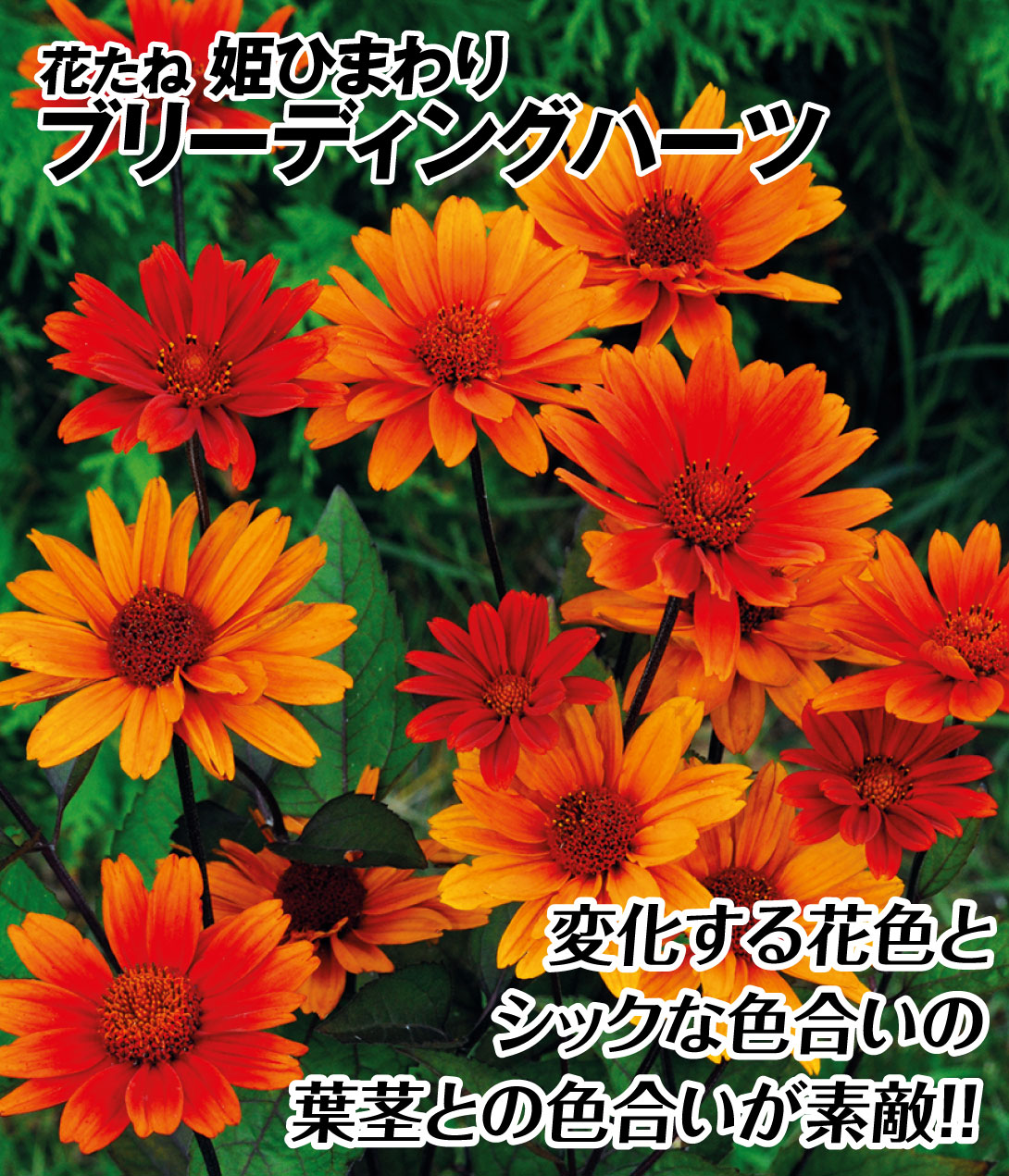 花種 姫ひまわり ブリーディングハーツ