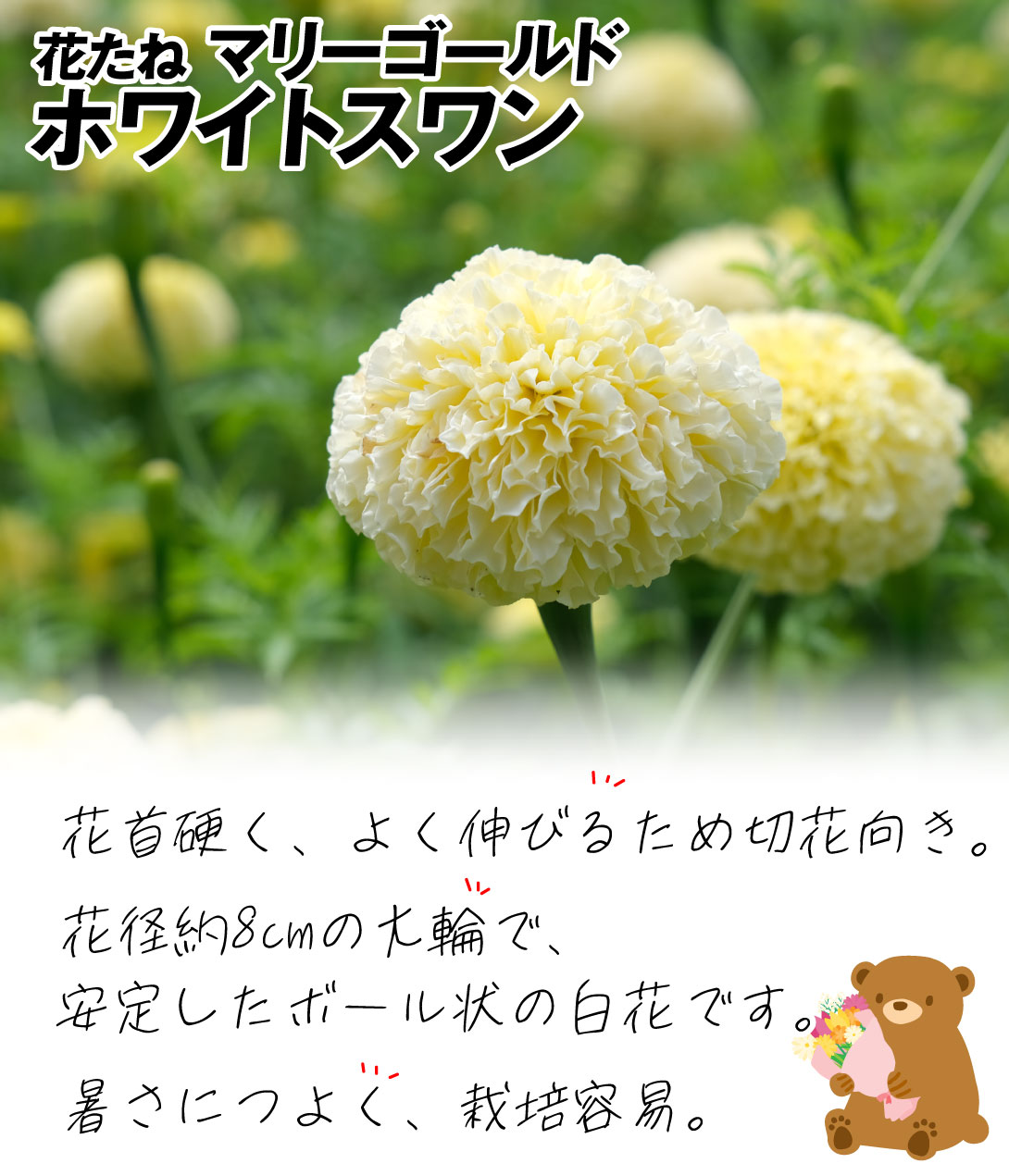 花種 マリーゴールド ホワイトスワン