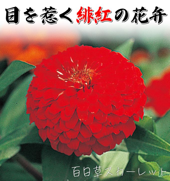 百日草 スカーレット