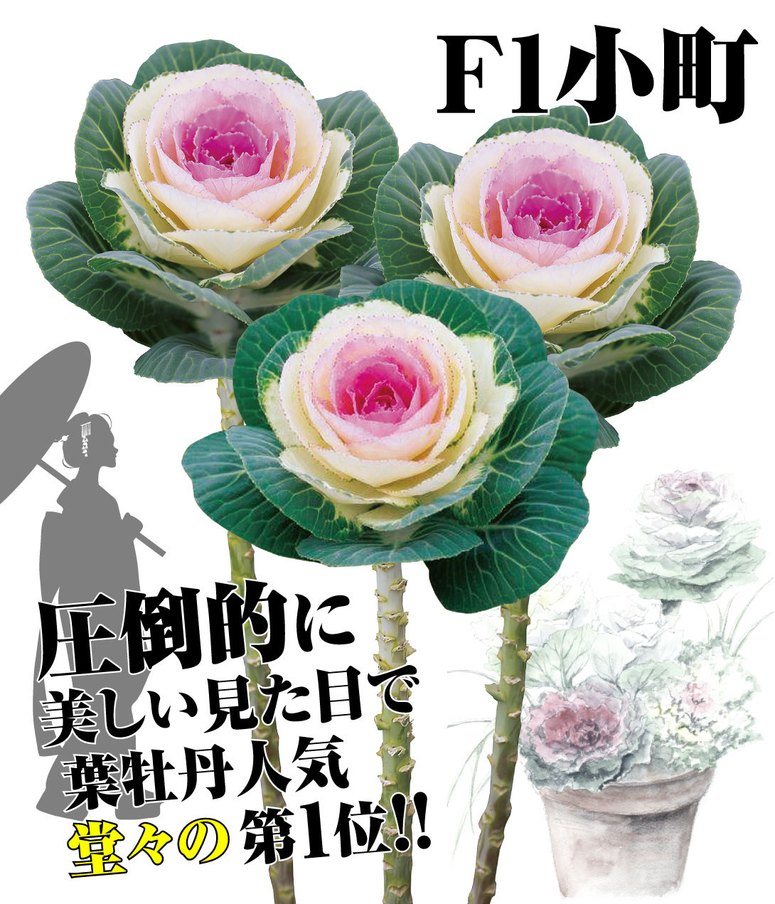 葉牡丹 F1小町