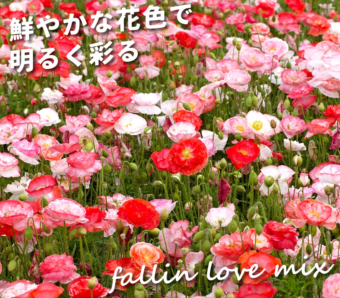虞美人草 フォーリンラブミックス