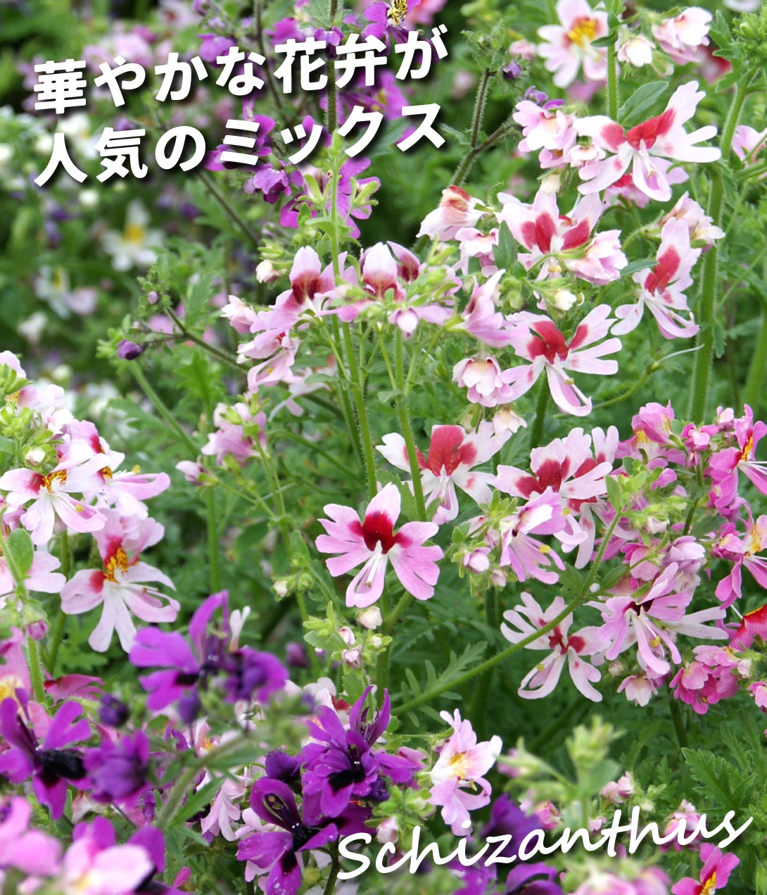 シザンサス混合