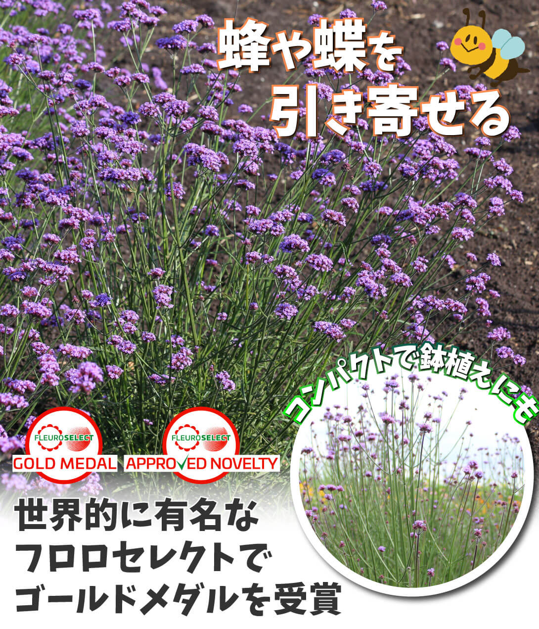 花たね バーベナ バニティー