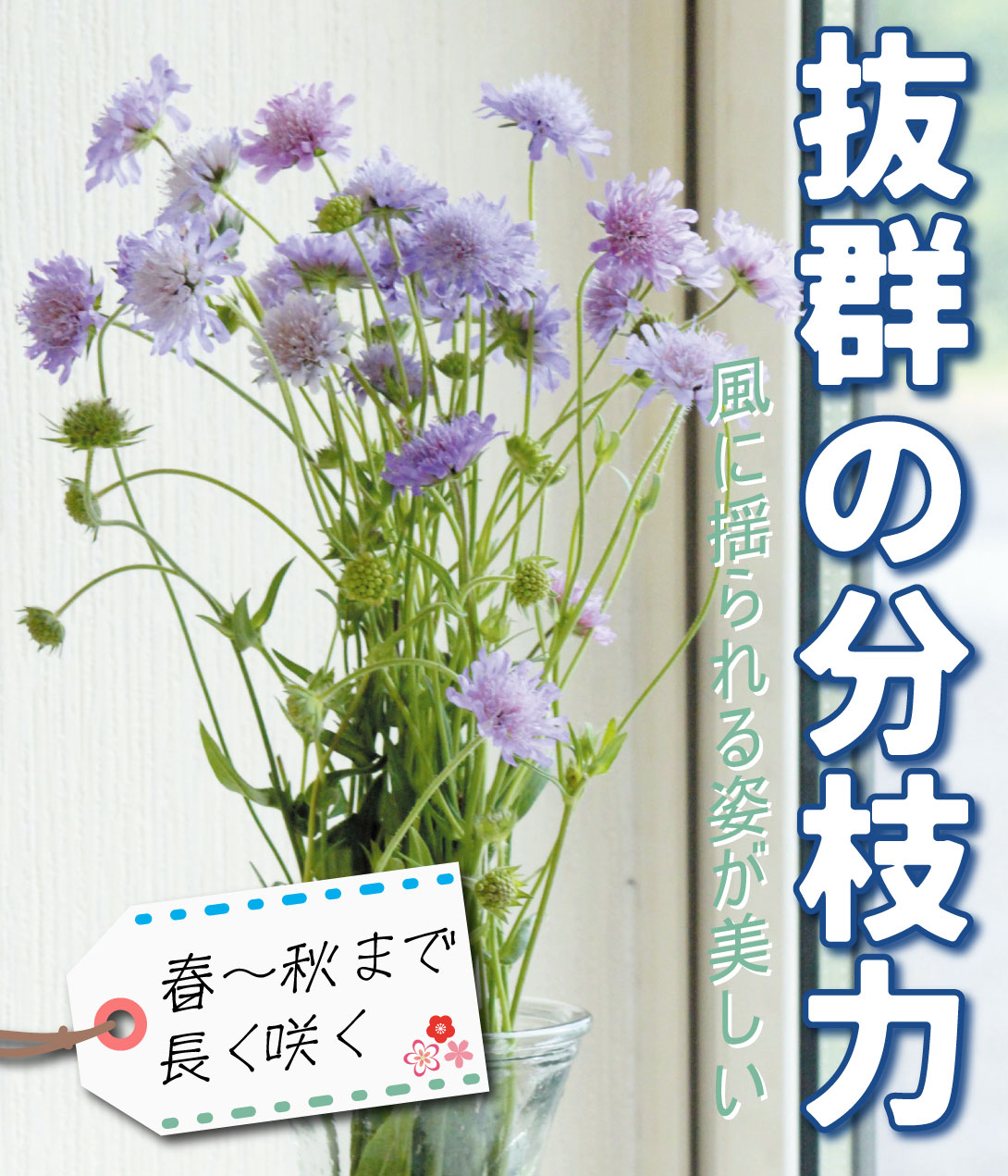 花たね クナウティア アルベンシス