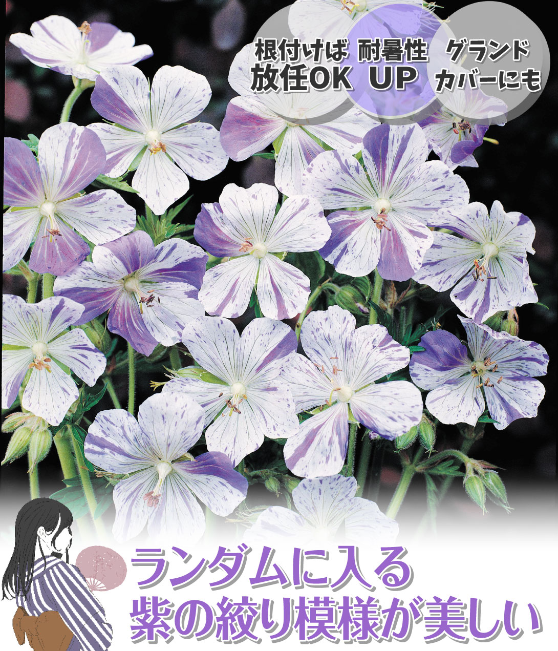 花たね ゲラニウム スプリッシュスプラッシュ